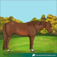 Horse Color:Chestnut 