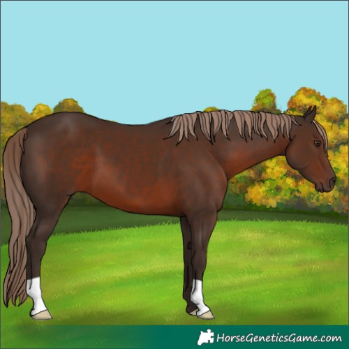 Horse Color:Liver Chestnut 