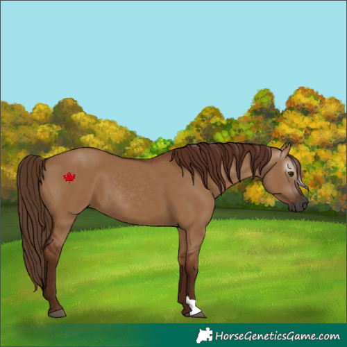 Horse Color:Gray Red Dun 