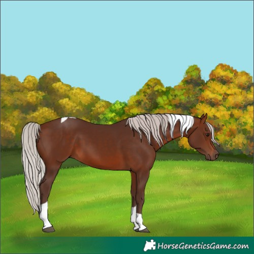 Horse Color:Silver Brown Tobiano 