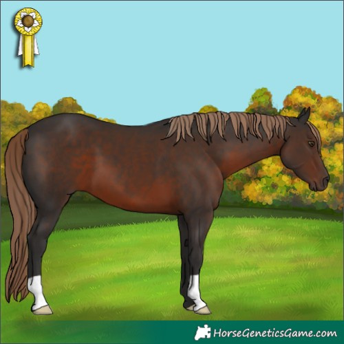 Horse Color:Liver Chestnut 