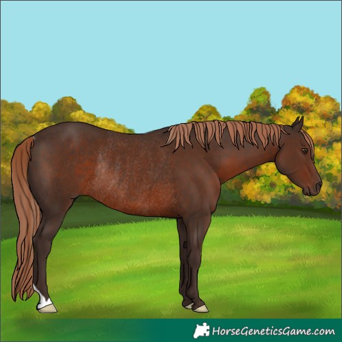 Horse Color:Liver Chestnut Rabicano 