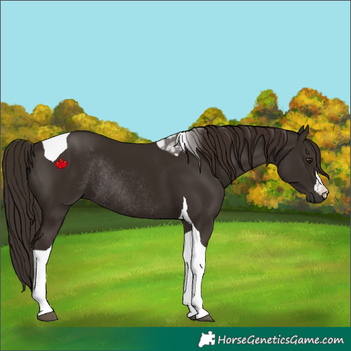 Horse Color:Liver Chestnut Tobiano Rabicano