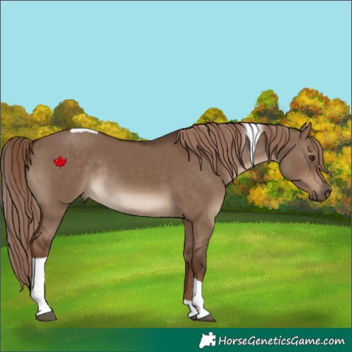 Horse Color:Liver Red Dun Tobiano Rabicano 