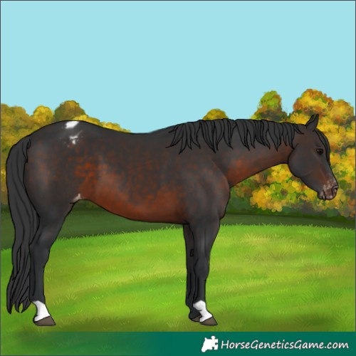 Horse Color:Brown Appaloosa 