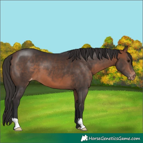 Horse Color:Bay Appaloosa 