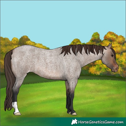 Horse Color:Brown Roan Dun Appaloosa 