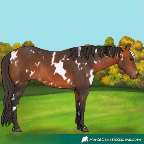 Horse Color:White Spotted Bay 