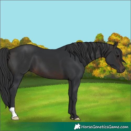 Horse Color:Brown 