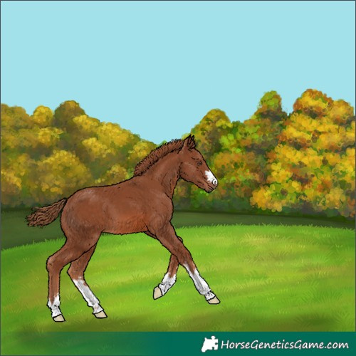 Horse Color:Chestnut 