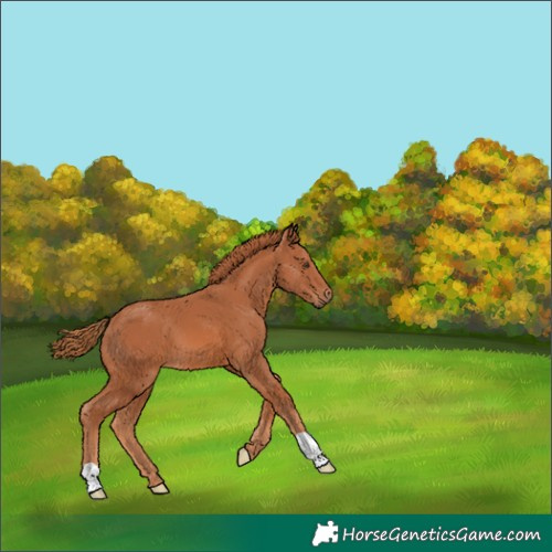 Horse Color:Chestnut 