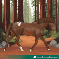 Horse Color:Chestnut Appaloosa 