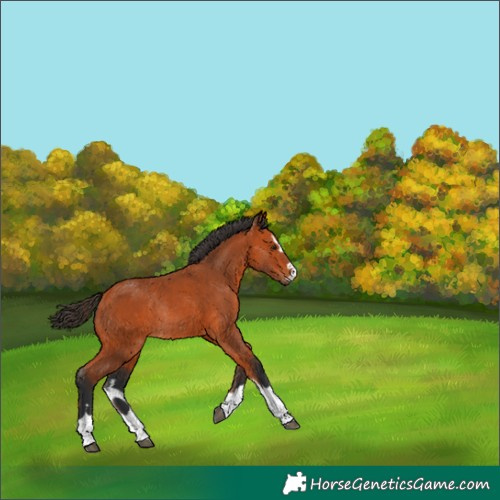 Horse Color:Bay Rabicano 