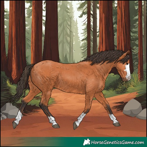 Horse Color:Bay 