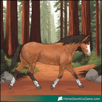 Horse Color:Bay 