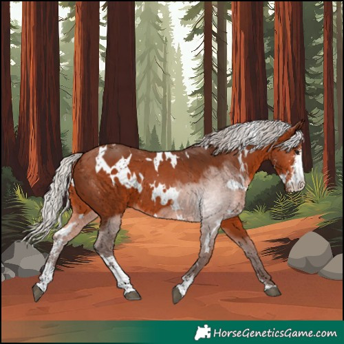 Horse Color:White Spotted Silver Brown Sabino 