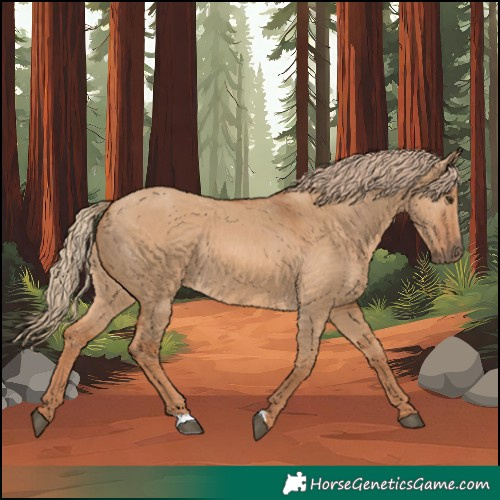 Horse Color:Red Dun Rabicano 