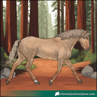 Horse Color:Red Dun Rabicano 