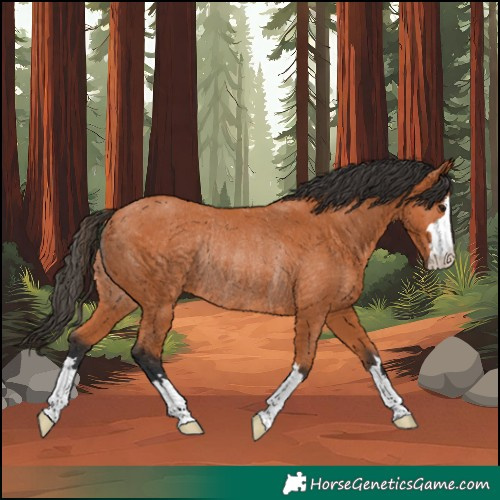 Horse Color:Bay Rabicano 