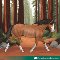 Horse Color:Bay Rabicano 