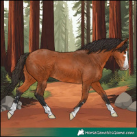 Horse Color:Bay 