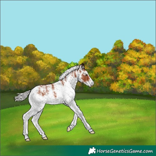 Horse Color:White Spotted Silver Brown Rabicano 