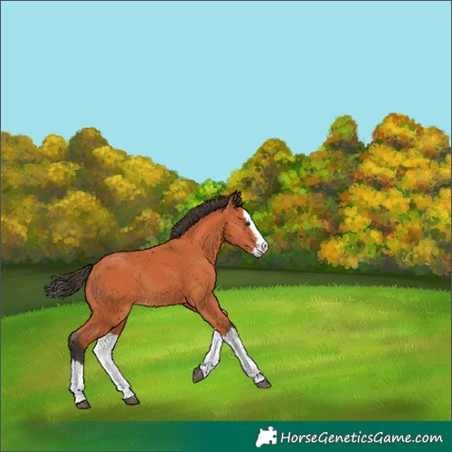 Horse Color:Bay Splash 