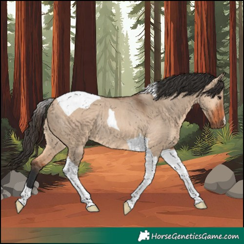 Horse Color:Bay Dun Tobiano Rabicano 