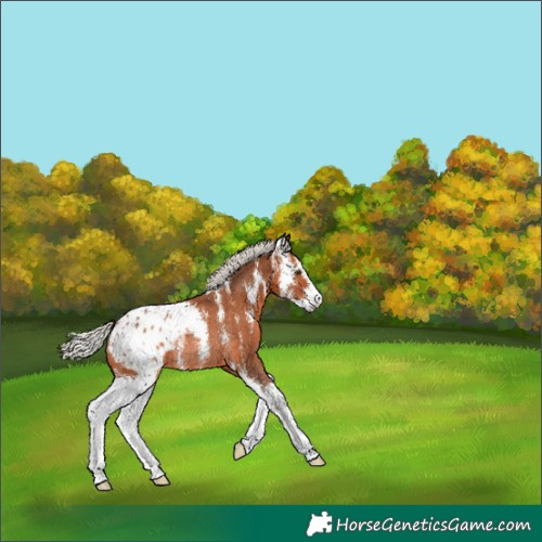 Horse Color:Silver Brown Sabino Blanket Rabicano 