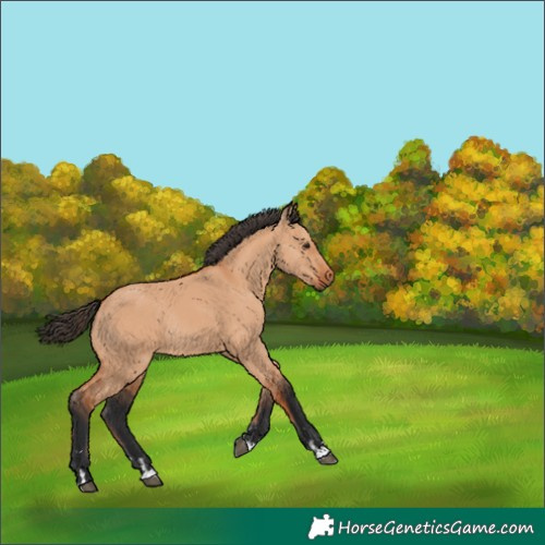 Horse Color:Bay Dun Rabicano 