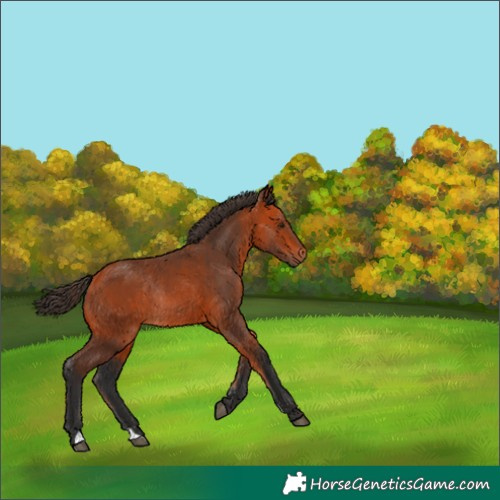 Horse Color:Bay Rabicano 