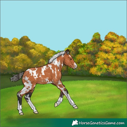 Horse Color:White Spotted Bay 