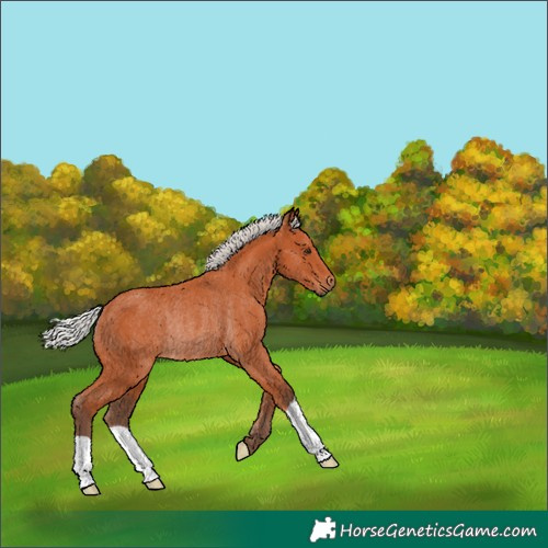 Horse Color:Silver Bay Rabicano 