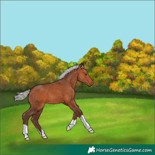 Horse Color:Silver Bay 