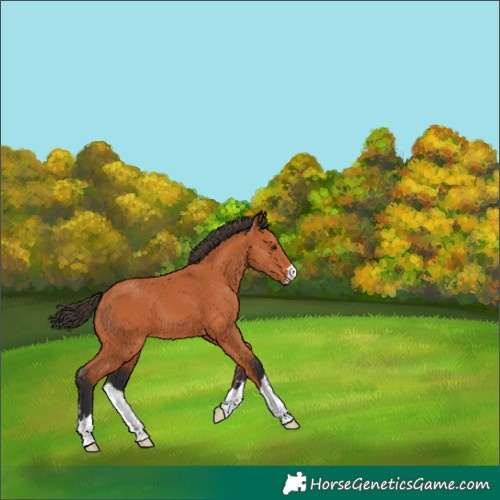 Horse Color:Bay 