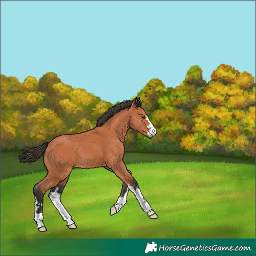 Horse Color:Bay 