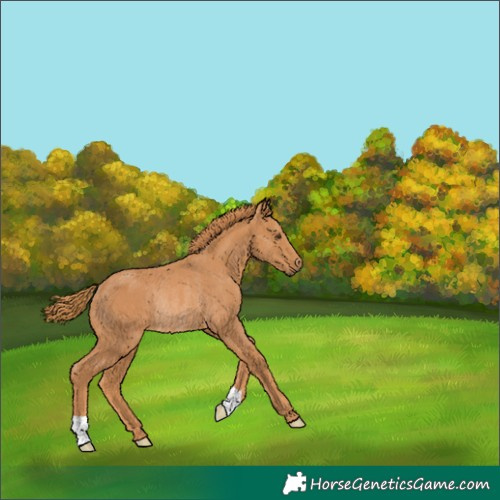 Horse Color:Chestnut Rabicano 