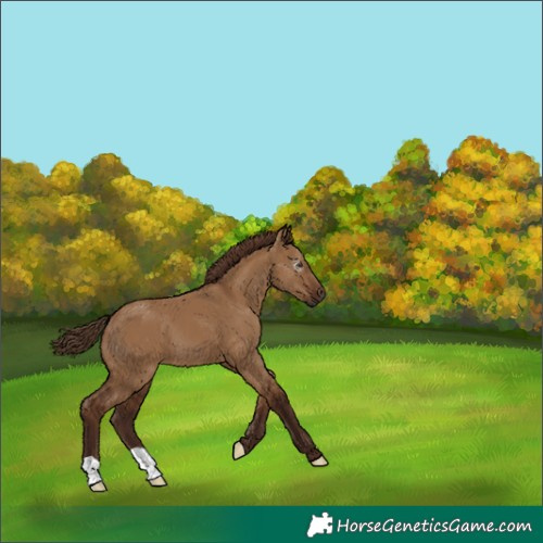Horse Color:Gray Red Dun 
