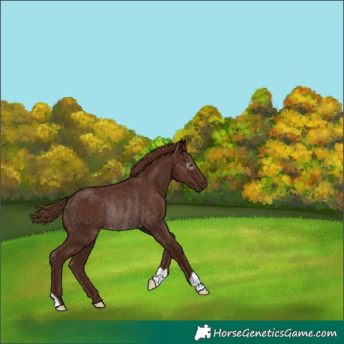 Horse Color:Gray Chestnut Rabicano 