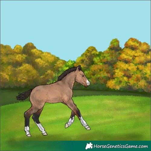 Horse Color:Bay Dun 