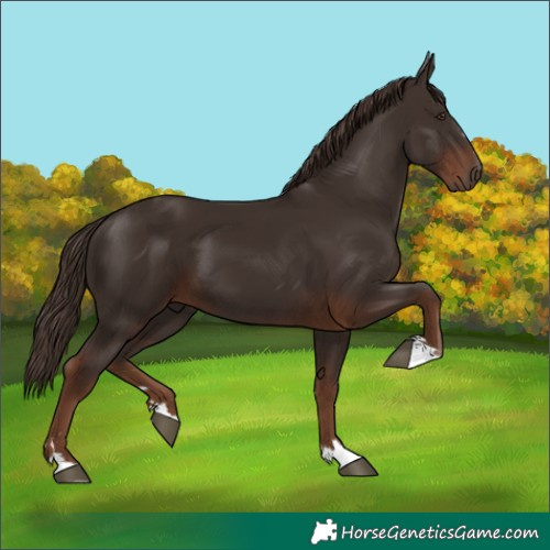 Horse Color:Liver Chestnut 