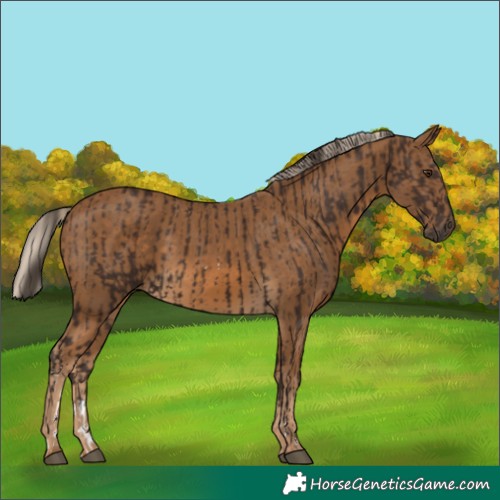 Horse Color:Liver Chestnut Sabino  and Chocolate Palomino 