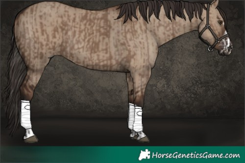 Horse Color:Liver Red Dun  and Liver Red Dun 