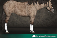 Horse Color:Liver Red Dun  and Liver Red Dun 