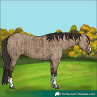 Horse Color:Liver Red Dun  and Liver Red Dun 