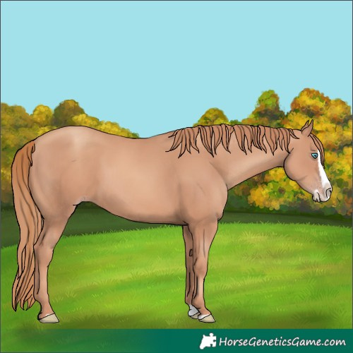 Horse Color:Gold Champagne Splash 