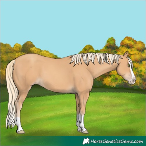 Horse Color:Gold Champagne Splash 