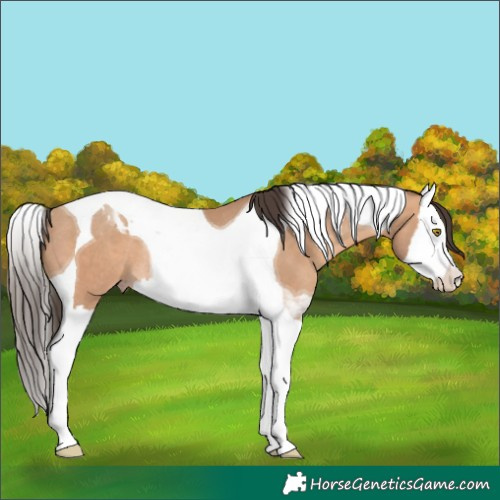 Horse Color:Amber Champagne Splash Tobiano Rabicano 