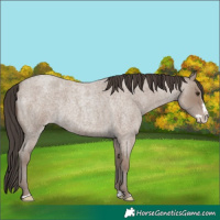 Horse Color:Classic Champagne Roan Splash