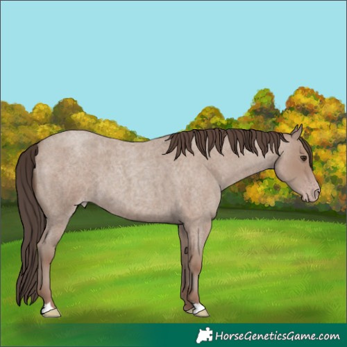 Horse Color:Classic Champagne Roan